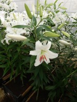 [4243 Siberia TL No101.JPG]